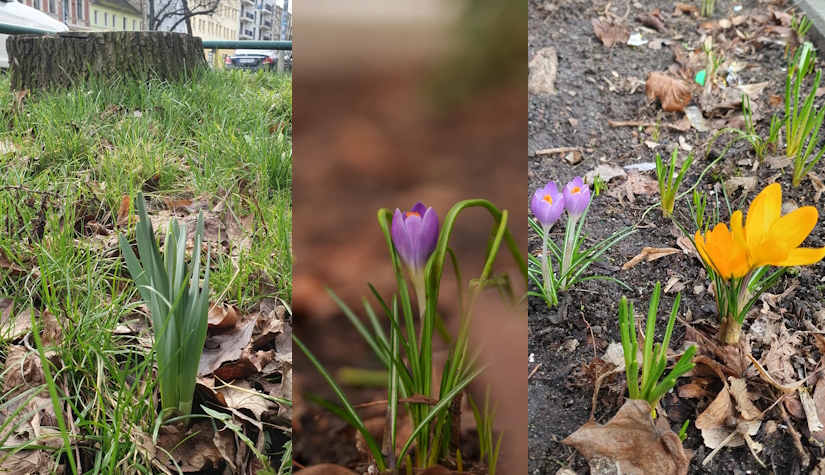 Drei Baumscheiben mit Frühblühern. Foto: Markus Pesch/Fabian Koch
