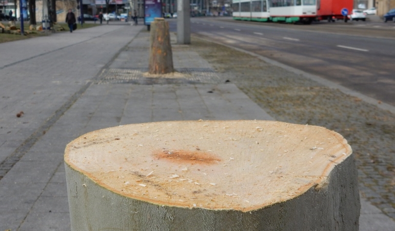 Baumstumpf in der Reuter-Allee.