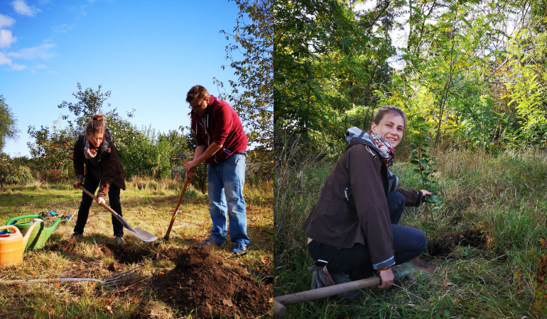 Zwei Bilder. Linkes Bild vorbereiten der Pflanzgrube, rechtes Bild Frau vor jungem Baum.