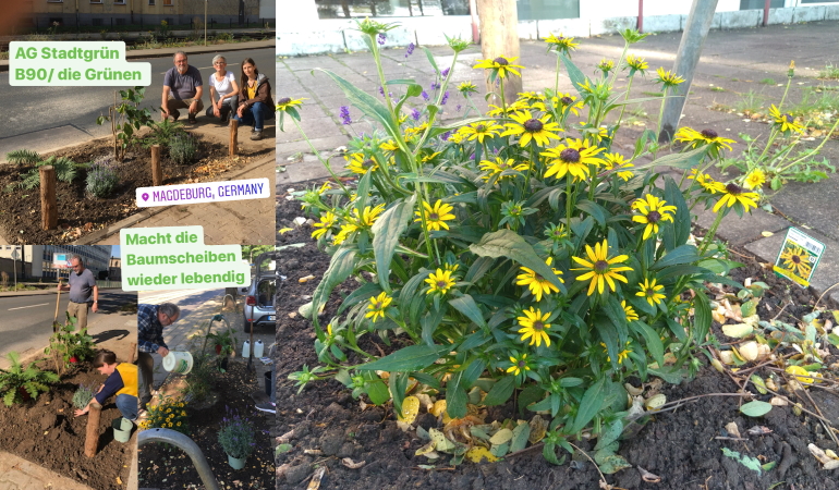 Bepflanzung von Baumstellen in Alt Salbke.