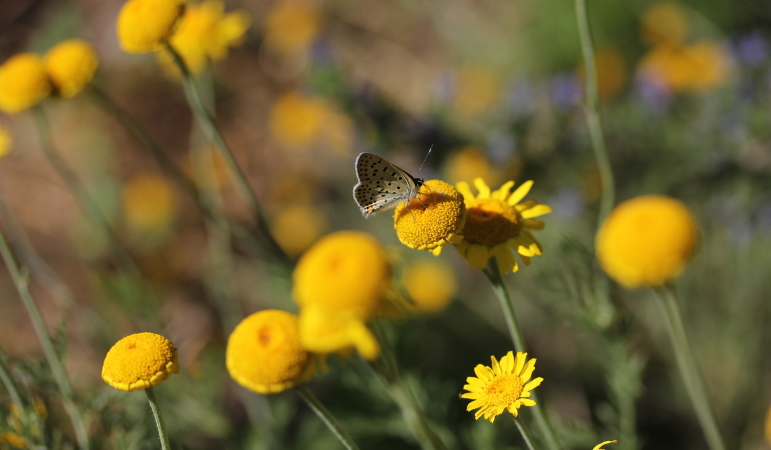 Gelbe Blume mit Schmetterling.