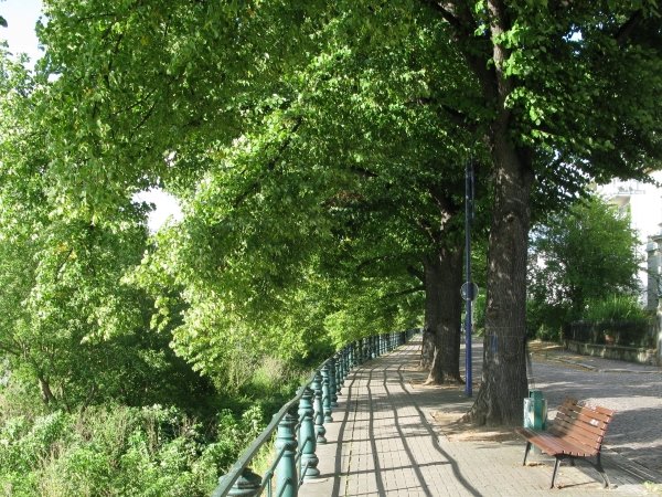 Blick in die Zollstraße an den Linden entlang.