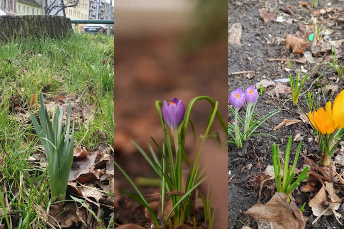 Drei Baumscheiben mit Frühblühern. Foto: Markus Pesch/Fabian Koch