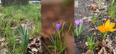 Drei Baumscheiben mit Frühblühern. Foto: Markus Pesch/Fabian Koch