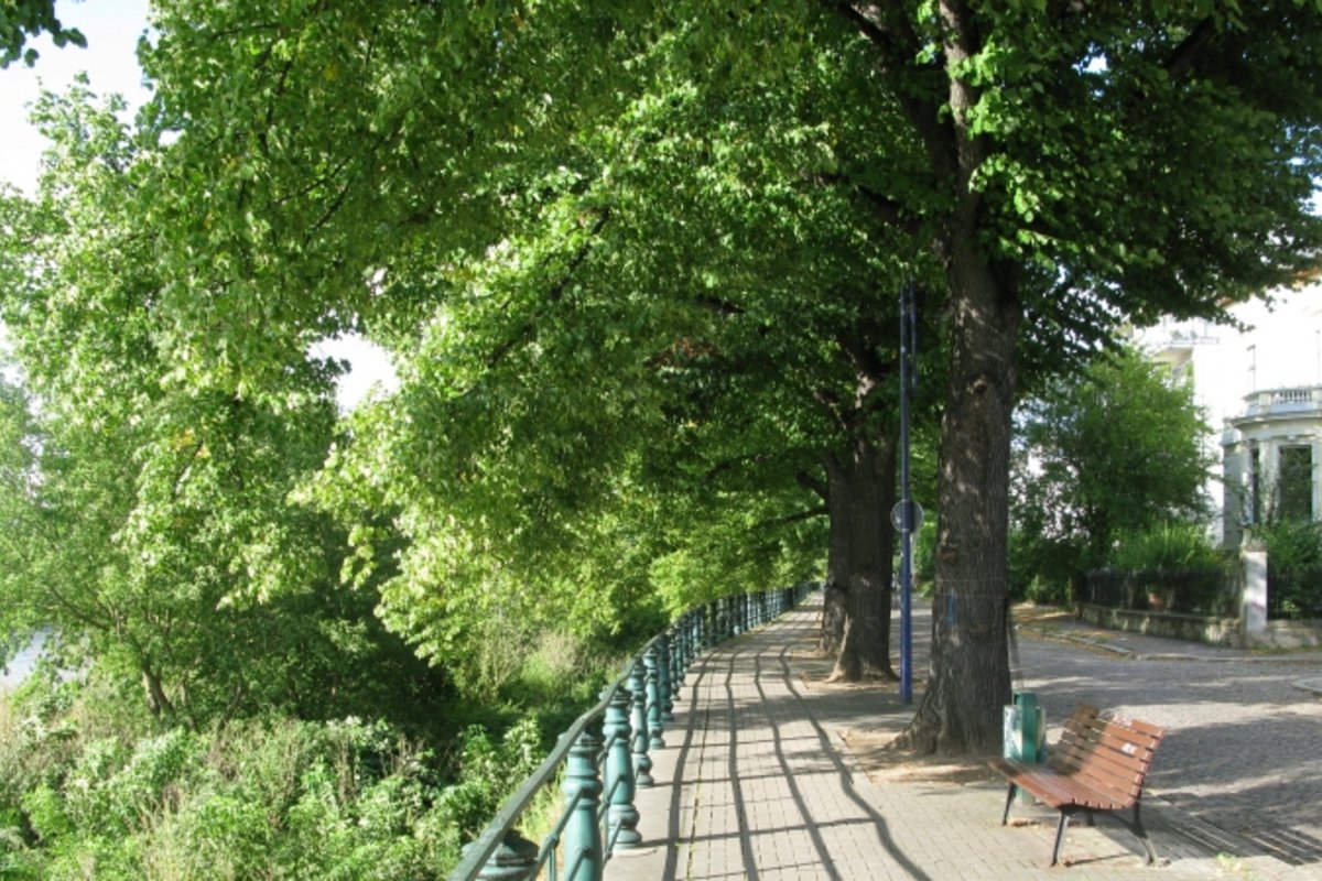 Lindenallee und Fußweg auf dem Werder.