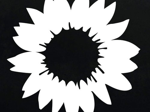 schwarz-weiße Sonnenblume