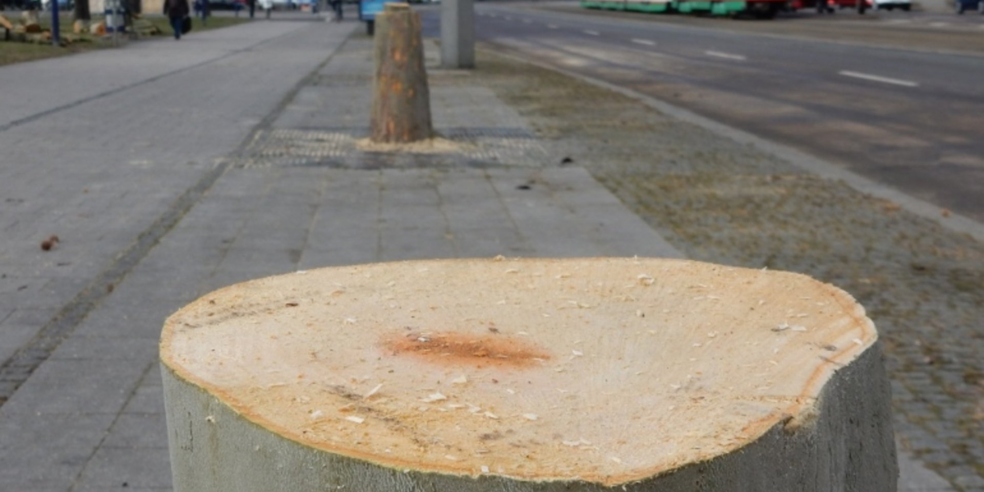 Baumstumpf in der Reuter-Allee.