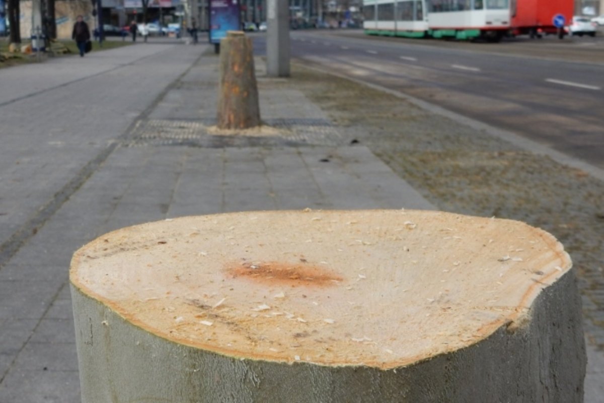 Baumstumpf in der Reuter-Allee.