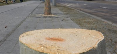 Baumstumpf in der Reuter-Allee.