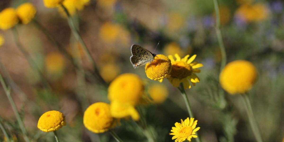 Gelbe Blume mit Schmetterling.