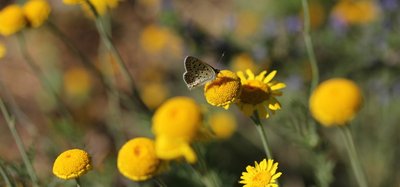 Gelbe Blume mit Schmetterling.