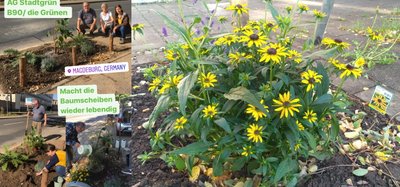 Bepflanzung von Baumstellen in Alt Salbke.